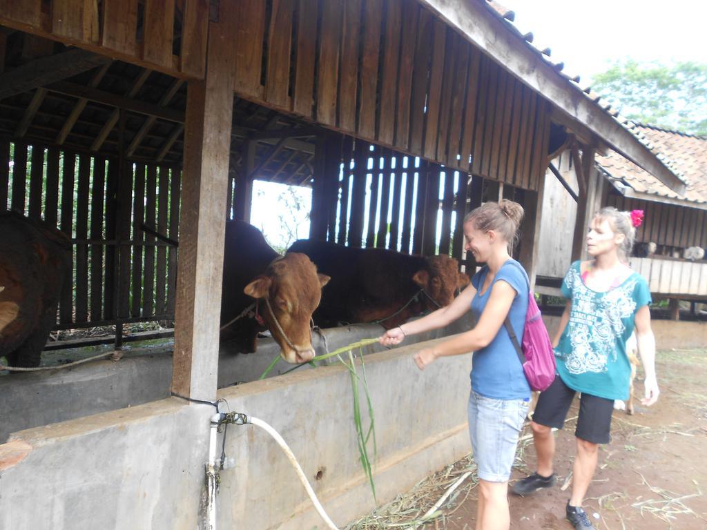 Ijen Bondowoso Home Stay מראה חיצוני תמונה